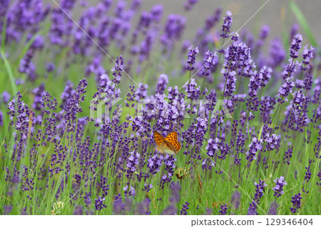 Fritillary butterflies and lavender (Asahikawa, Hokkaido) Fritillary butterflies and lavender (Asahikawa, Hokkaido) 129346404
