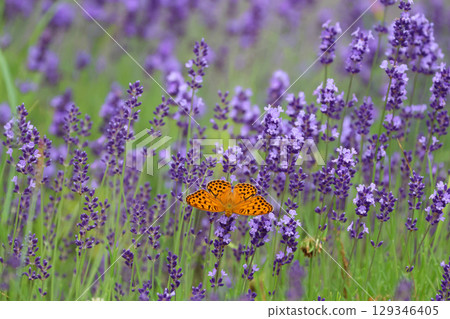 Fritillary butterflies and lavender (Asahikawa, Hokkaido) 129346405