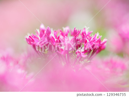 夏天粉紅色的花朵 129346735