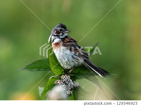 晨鹀 晨鹀 129346925