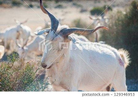 White goat eating grass White goat eating grass 129346953