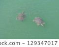 Two beautiful Sea Turtles gracefully Swimming in the serene Green Waters of the ocean 129347017