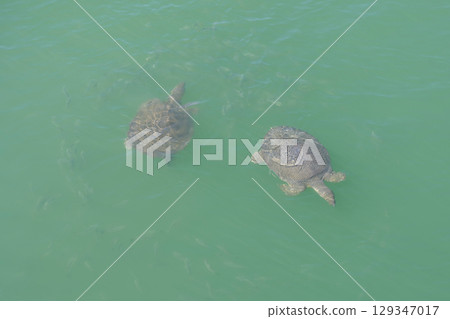 Two beautiful Sea Turtles gracefully Swimming in the serene Green Waters of the ocean 129347017