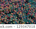 A Vibrant and Colorful Floral Display is Now in Full and Beautiful Bloom for All to Enjoy 129347018