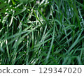 The Lush Green Grass Sparkling with Dewdrops Under the Beautiful Morning Light Shines 129347020