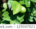 A CloseUp Image of a Green Citrus Fruit Nestled Among Lush, Vibrant Green Leaves Nearby 129347021