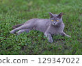 Charming Gray Cat Enjoyably Relaxing in the Soft Lush Green Grass Under Bright Sunshine 129347022