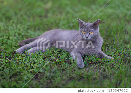 Charming Gray Cat Enjoyably Relaxing in the Soft Lush Green Grass Under Bright Sunshine Charming Gray Cat Enjoyably Relaxing in the Soft Lush Green Grass Under Bright Sunshine 129347022