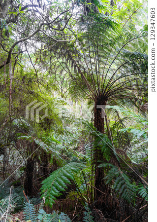 Hiking trail in forest along Cumberland River to Kalimna Falls, Great Ocean Road, Australia Hiking trail in forest along Cumberland River to Kalimna Falls, Great Ocean Road, Australia 129347603