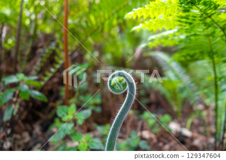Young curled fern frond growing in a lush green forest environment Young curled fern frond growing in a lush green forest environment 129347604