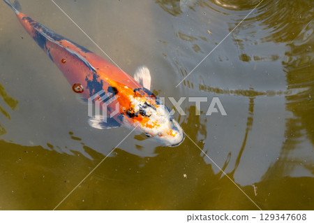 Colorful koi fish in Shukkei-en Japanese garden in Hiroshima, Japan Colorful koi fish in Shukkei-en Japanese garden in Hiroshima, Japan 129347608
