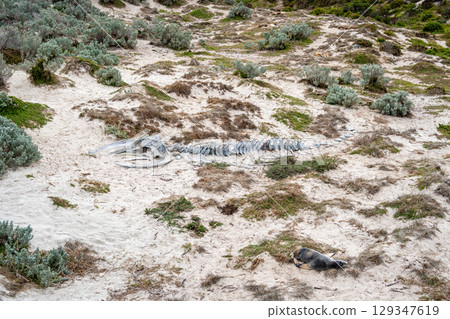 Whale skeleton on sandy beach at Seal Bay, Kangaroo Island, Australia 129347619