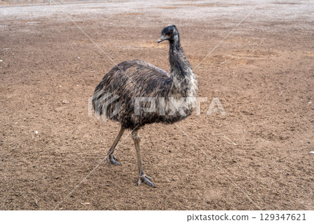 An emu standing on dry ground on Kangaroo Island, Australia 129347621