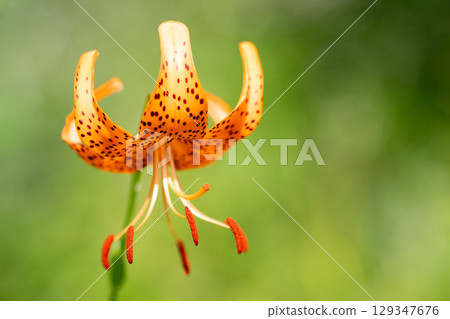The crown of the field that blooms in summer The crown of the field that blooms in summer 129347676