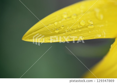 Sunflower petals up 129347869