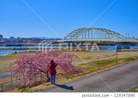 View of the Tama Aqueduct, Kawasaki City, and Mount Fuji from the Tama River riverbed where Kawazu cherry blossoms bloom in Komae City, Tokyo 129347890