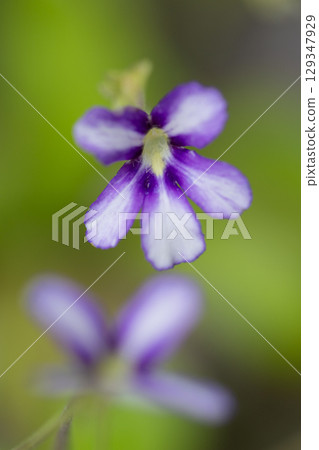 Dreamlike Flower 129347929