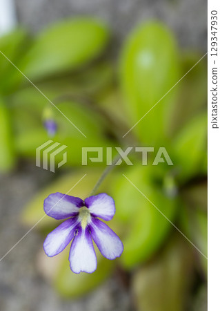 The appearance of amethyst 129347930