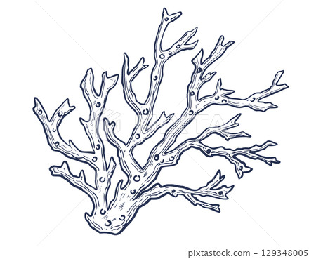 Vector illustration of Coral branch in hand drawn engraving style. Linear drawing of seaweed for underwater design. Etched art painted by inks on isolated background for coastal projects. Vector illustration of Coral branch in hand drawn engraving style. Linear drawing of seaweed for underwater design. Etched art painted by inks on isolated background for coastal projects. 129348005