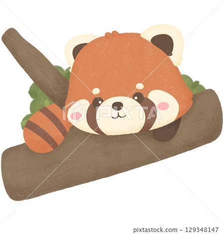 Red panda Red panda 129348147