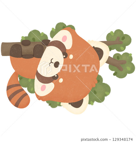 Red panda Red panda 129348174