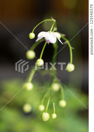 Forest lamp, Rengeshouma 129348379