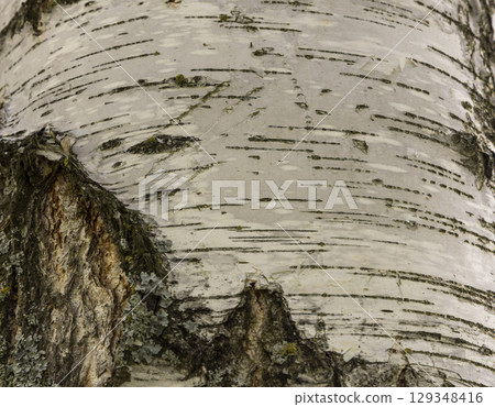 The birch bark texture or background. Macro shot is made by means of stacking technology trunk. Texture made of birch tree bark. Beautiful birch trunk background. Conceptual image. Peaceful nature. 129348416