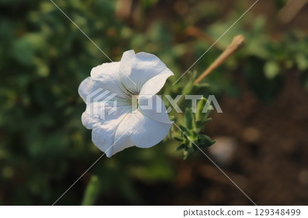 White petunia flowers blooming in a summer garden 129348499