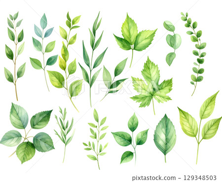 set of watercolor green leaves isolated on white background 129348503
