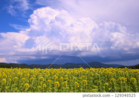 Mashiko Town: Sunflower fields and cumulonimbus clouds 129348525