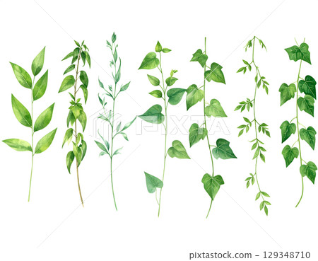 set of herbs and plants hand painted watercolor climbing vines 129348710
