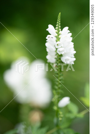 A dignified bloom - White loosestrife 129349005