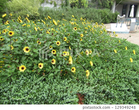 Yellow flowers of a dwarf sunflower 129349248