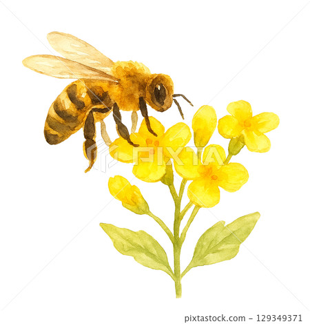 水彩系列：一隻蜜蜂停在一朵花上 129349371