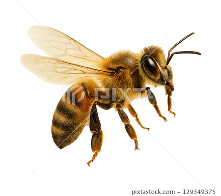 Realistic bee material 129349375