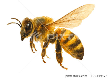 Watercolor Series: Realistic Bee Material 129349376