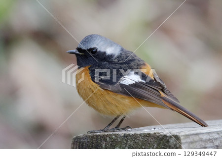 A male Daurian redstart resting on a tree 129349447