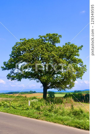 七星樹（北海道上川區美瑛町） 129349595