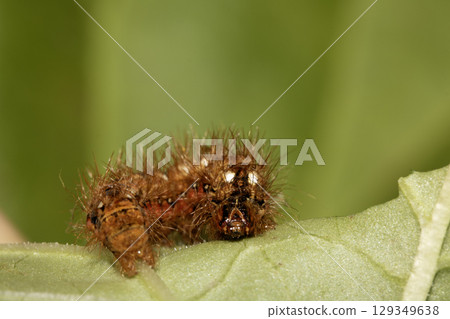 Close up of a tussock caterpillar from a moth butterfly on a large leaf 129349638