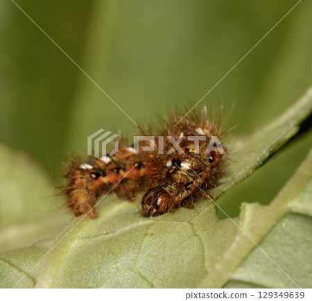 Close up of a tussock caterpillar from a moth butterfly on a large leaf Close up of a tussock caterpillar from a moth butterfly on a large leaf 129349639
