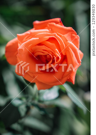 Vibrant orange rose blooms in a lush garden setting with beautiful green foliage Vibrant orange rose blooms in a lush garden setting with beautiful green foliage 129349830