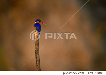 Malachite kingfisher looks over shoulder on pole Malachite kingfisher looks over shoulder on pole 129349885