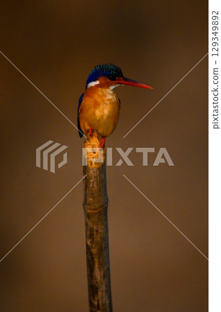 Malachite kingfisher looks right on wooden post Malachite kingfisher looks right on wooden post 129349892
