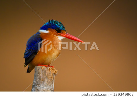Malachite kingfisher on bamboo pole facing right Malachite kingfisher on bamboo pole facing right 129349902