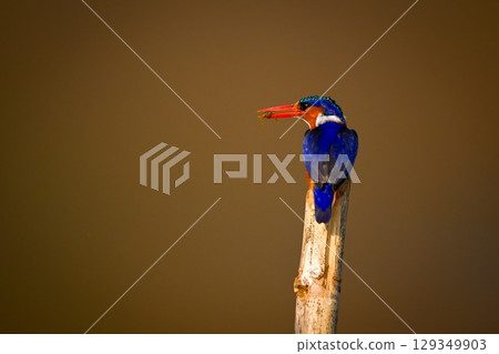 Malachite kingfisher on bamboo pole holding bug Malachite kingfisher on bamboo pole holding bug 129349903