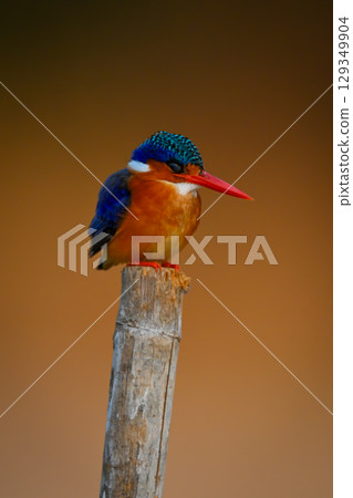 Malachite kingfisher on bamboo pole looks down 129349904