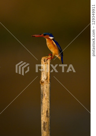 Malachite kingfisher on bamboo post carrying grub Malachite kingfisher on bamboo post carrying grub 129349911