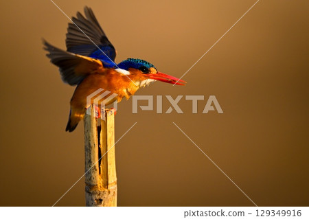 Malachite kingfisher on bamboo post flutters wings Malachite kingfisher on bamboo post flutters wings 129349916