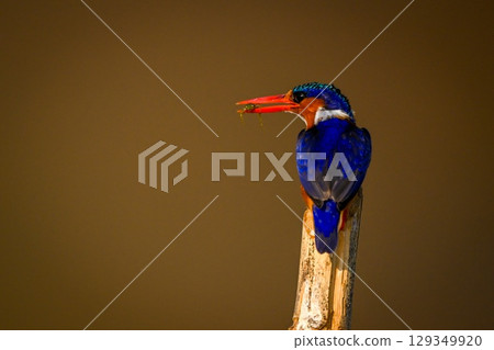 Malachite kingfisher on bamboo post holding prey 129349920