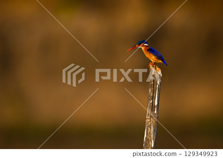 Malachite kingfisher on bamboo post in profile Malachite kingfisher on bamboo post in profile 129349923